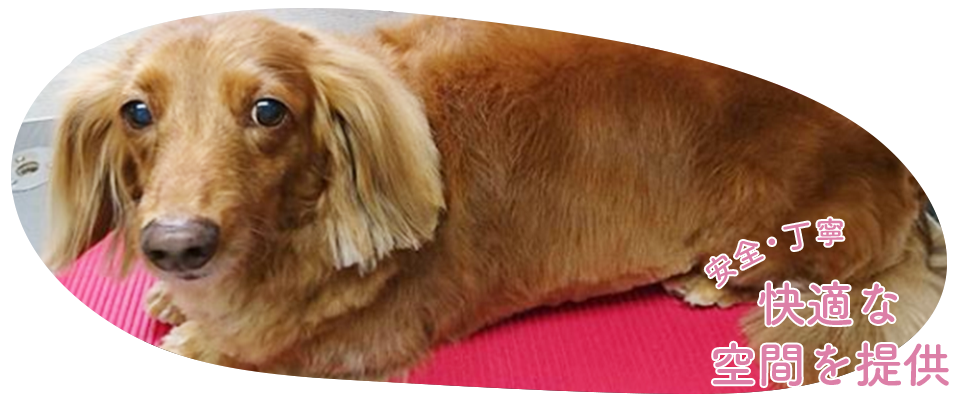 ペットのストレス軽減を第一に考えたサロン